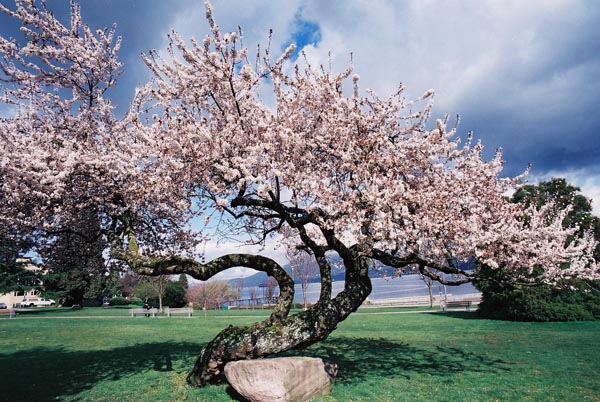 Cherry Blossoms 34