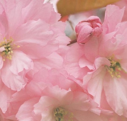 Cherry Blossoms 39