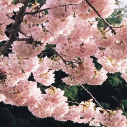 Cherry Blossoms 40