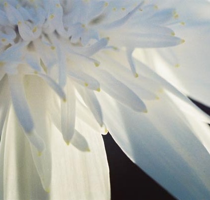 White Flowers 15