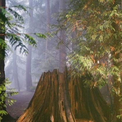 Trees in Fog 10