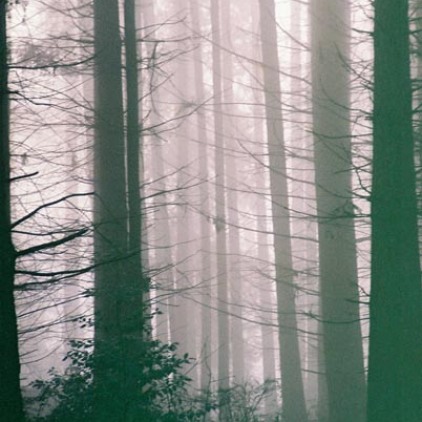 Trees in Fog 12