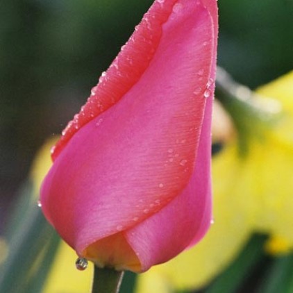 Tulips 8