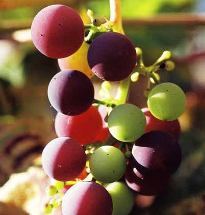 Grapes and Wine 499