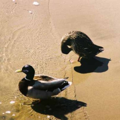 Ducks 957