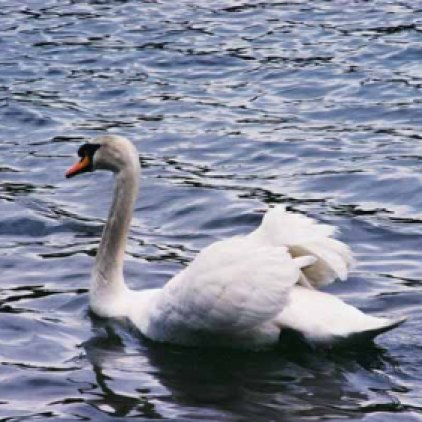 Swans 958